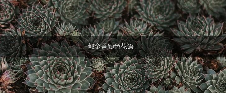 郁金香颜色花语,第1张 郁金香颜色花语,第1张