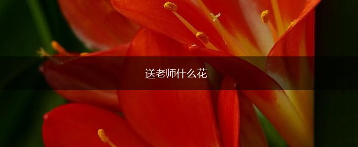 送老师什么花,第1张