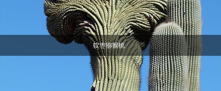 软枣猕猴桃,第1张 软枣猕猴桃,第1张