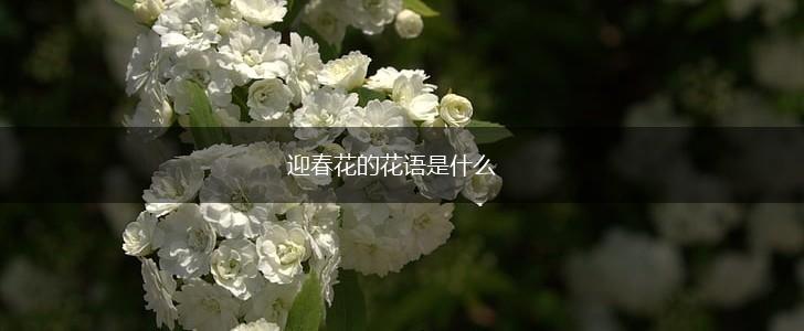 迎春花的花语是什么,第1张