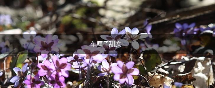 车厘子甜度,第1张