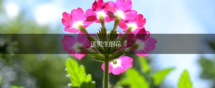 送男生的花,第1张