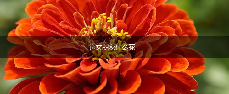 送女朋友什么花,第1张 送女朋友什么花,第1张