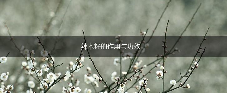 辣木籽的作用与功效,第1张