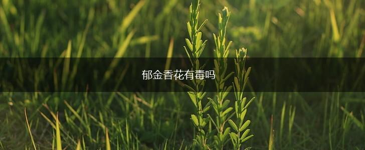 郁金香花有毒吗,第1张 郁金香花有毒吗,第1张