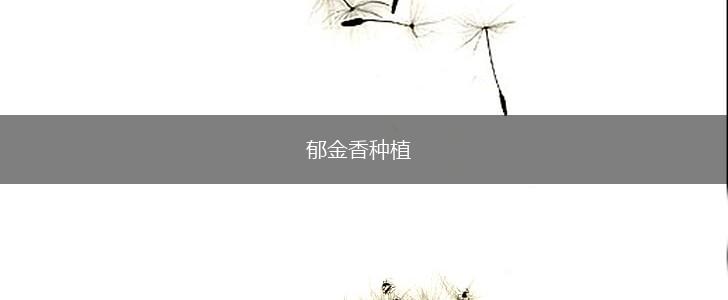 郁金香种植,第1张 郁金香种植,第1张