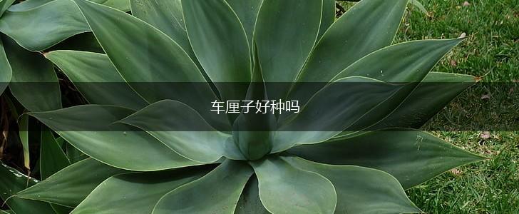 车厘子好种吗,第1张 车厘子好种吗,第1张