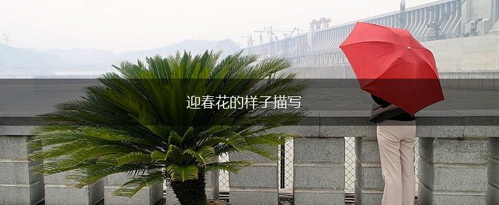 迎春花的样子描写,第1张