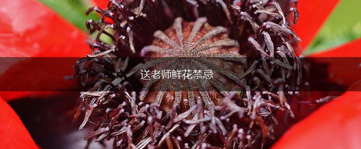 送老师鲜花禁忌,第1张 送老师鲜花禁忌,第1张