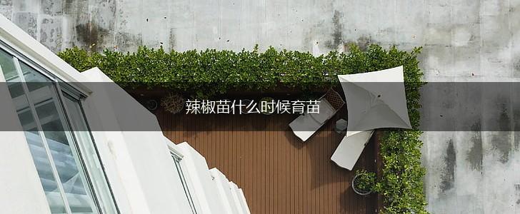 辣椒苗什么时候育苗,第1张