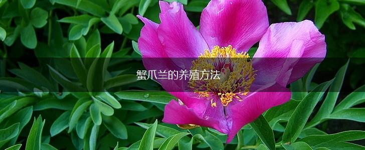 蟹爪兰的养殖方法,第1张
