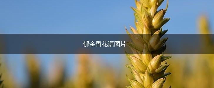 郁金香花语图片,第1张 郁金香花语图片,第1张