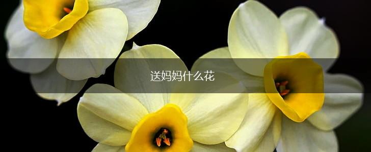 送妈妈什么花,第1张
