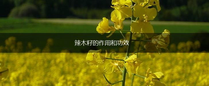 辣木籽的作用和功效,第1张