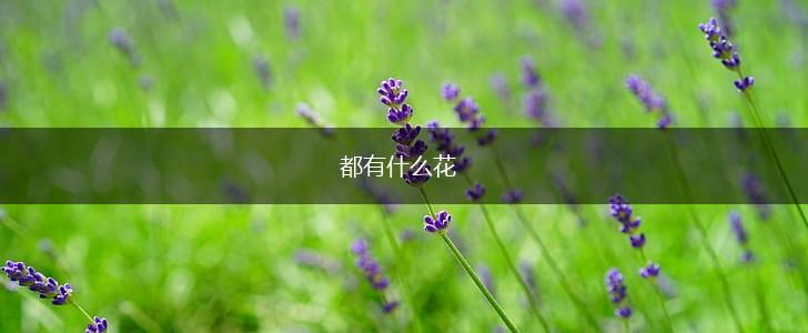 都有什么花,第1张