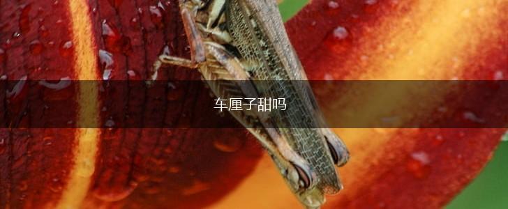 车厘子甜吗,第1张 车厘子甜吗,第1张