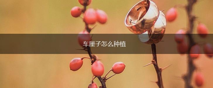 车厘子怎么种植,第1张