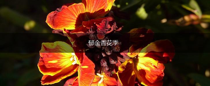 郁金香花季,第1张 郁金香花季,第1张