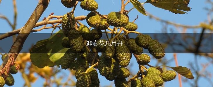 迎春花几月开,第1张