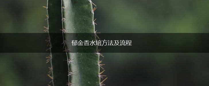 郁金香水培方法及流程,第1张 郁金香水培方法及流程,第1张