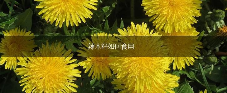 辣木籽如何食用,第1张 辣木籽如何食用,第1张