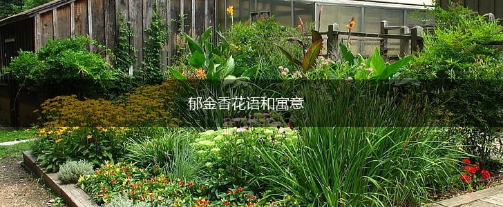 郁金香花语和寓意,第1张 郁金香花语和寓意,第1张