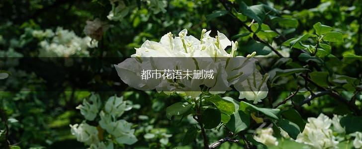 都市花语未删减,第1张 都市花语未删减,第1张