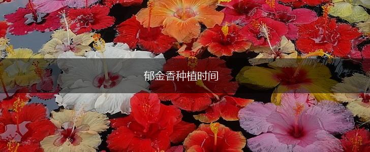 郁金香种植时间,第1张
