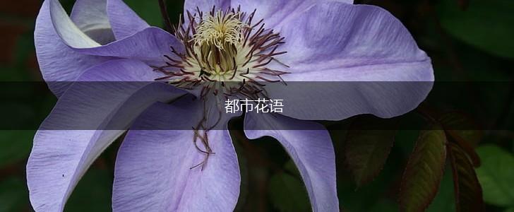 都市花语,第1张