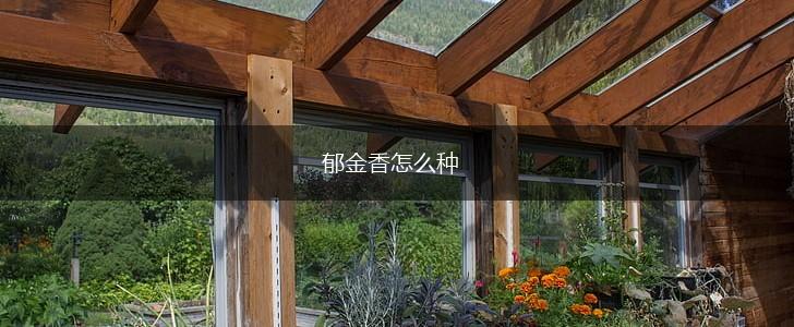 郁金香怎么种,第1张 郁金香怎么种,第1张