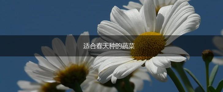 适合春天种的蔬菜,第1张