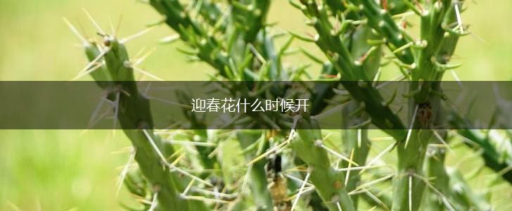 迎春花什么时候开,第1张