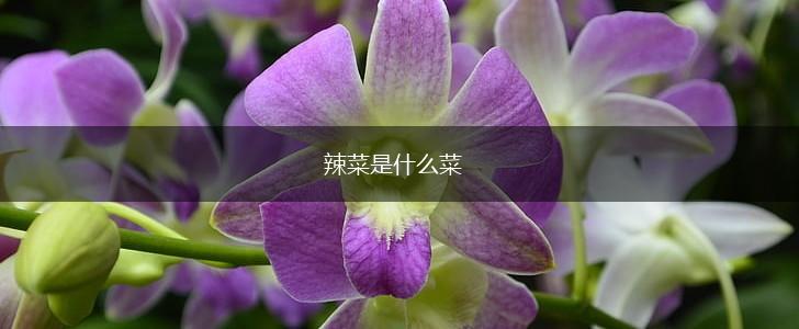 辣菜是什么菜,第1张