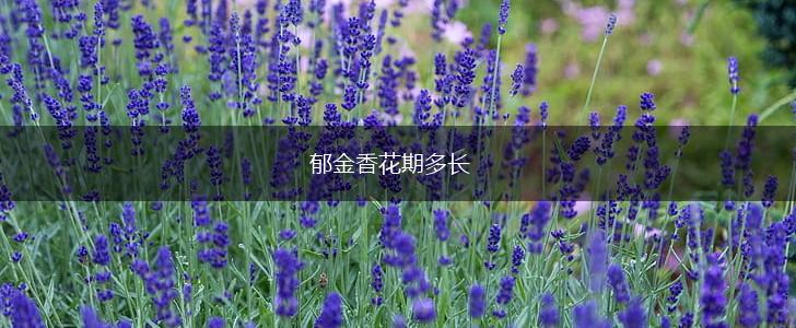 郁金香花期多长,第1张