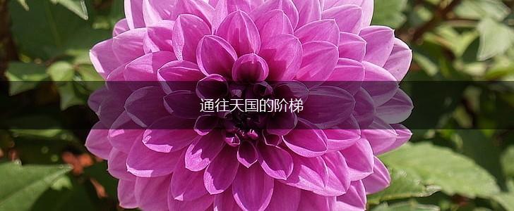 通往天国的阶梯,第1张 通往天国的阶梯,第1张