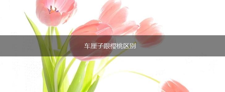 车厘子跟樱桃区别,第1张