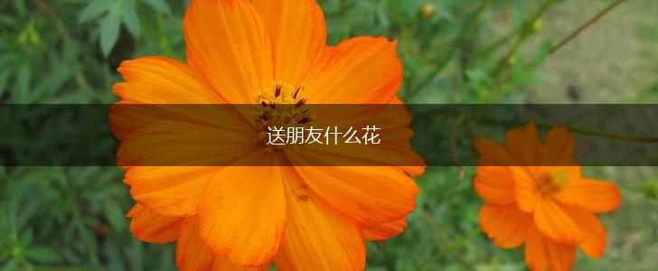 送朋友什么花,第1张
