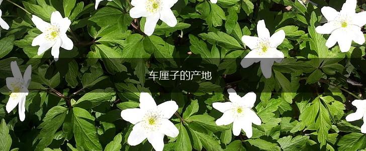 车厘子的产地,第1张