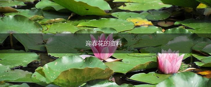 迎春花的资料,第1张