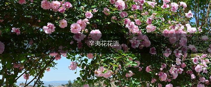 辛夷花花语,第1张 辛夷花花语,第1张