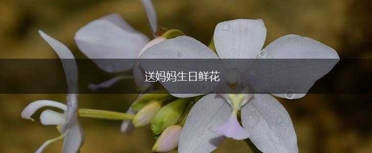 送妈妈生日鲜花,第1张
