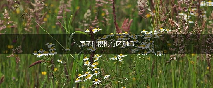 车厘子和樱桃有区别吗,第1张 车厘子和樱桃有区别吗,第1张