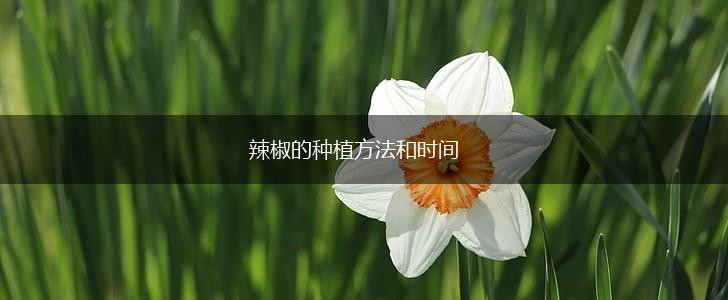 辣椒的种植方法和时间,第1张 辣椒的种植方法和时间,第1张