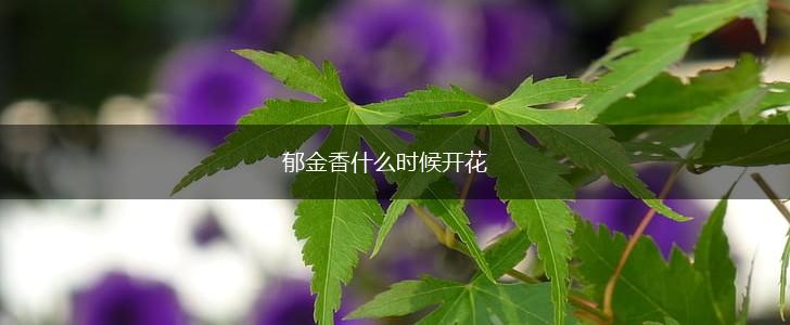郁金香什么时候开花,第1张 郁金香什么时候开花,第1张