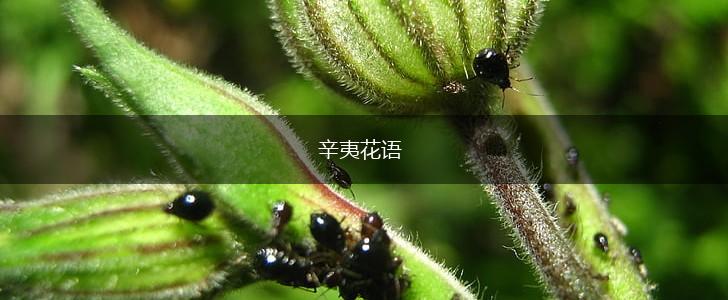 辛夷花语,第1张