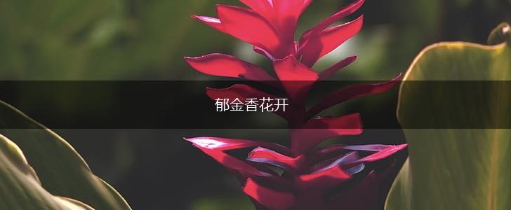 郁金香花开,第1张 郁金香花开,第1张