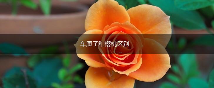 车厘子和樱桃区别,第1张