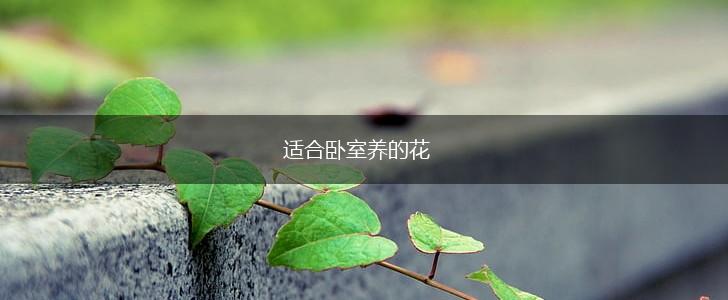 适合卧室养的花,第1张 适合卧室养的花,第1张