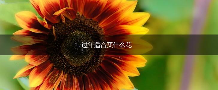 过年适合买什么花,第1张 过年适合买什么花,第1张