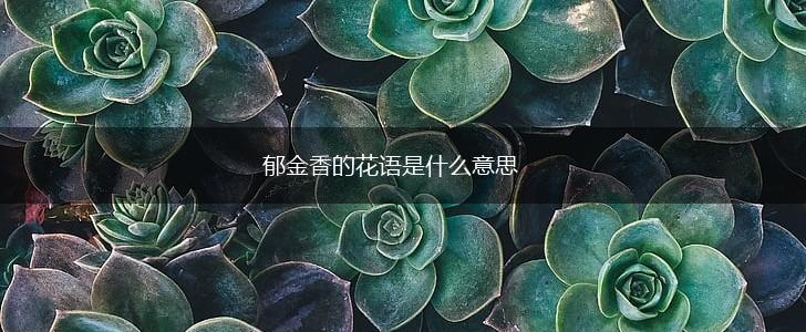 郁金香的花语是什么意思,第1张